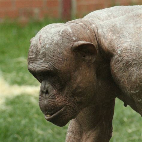 naked chimpanzee|Hairless Chimpanzees: Causes, Biology, And Conservation